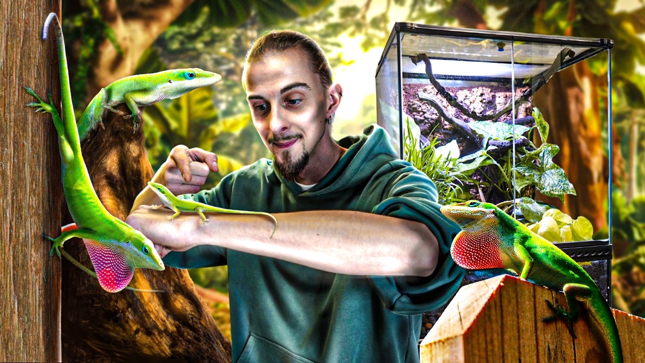 Je réalise un TERRARIUM TROPICAL pour mon ANOLIS CAROLINENSIS ! [ MES BESTIOLES D'ABORD ]