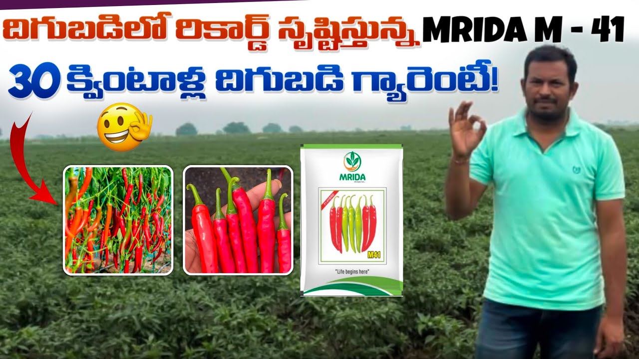 MRIDA M-41 మిరప వేరిటీ సూపర్ రిజల్ట్ 🔥 | పక్కగా 30 క్వింటాళ్ల దిగుబడి | రైతులకి బెస్ట్ చాయిస్