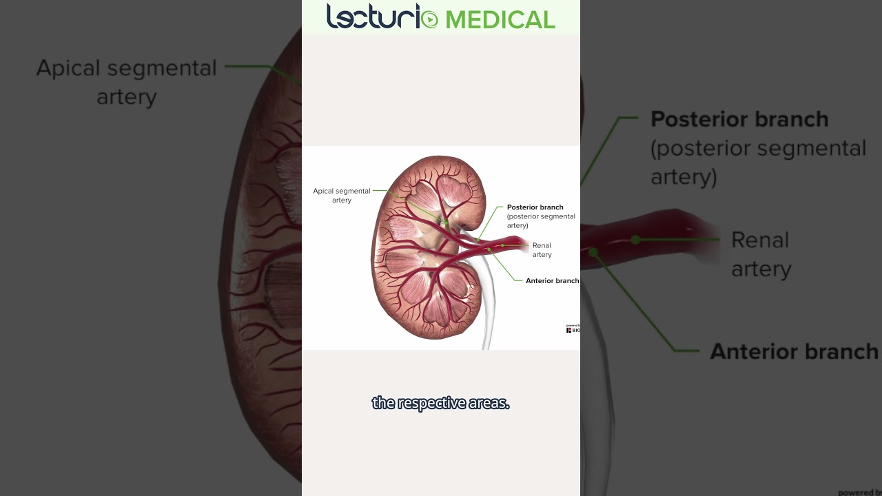 Understanding Renal Artery Anatomy 🩸  #lecturio #usmleprep