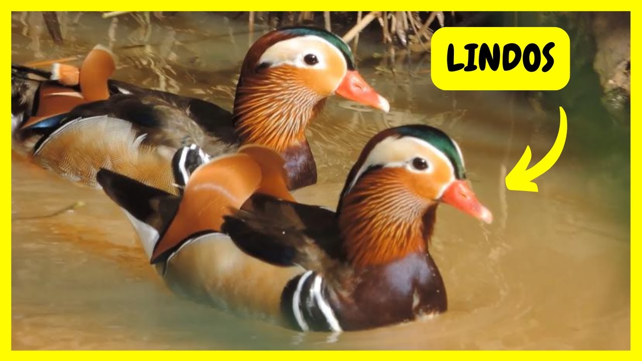 Minha Criação de Pato Mandarim Ficando Todo Colorido - Evolução com os Gansos Africanos | Gutejando