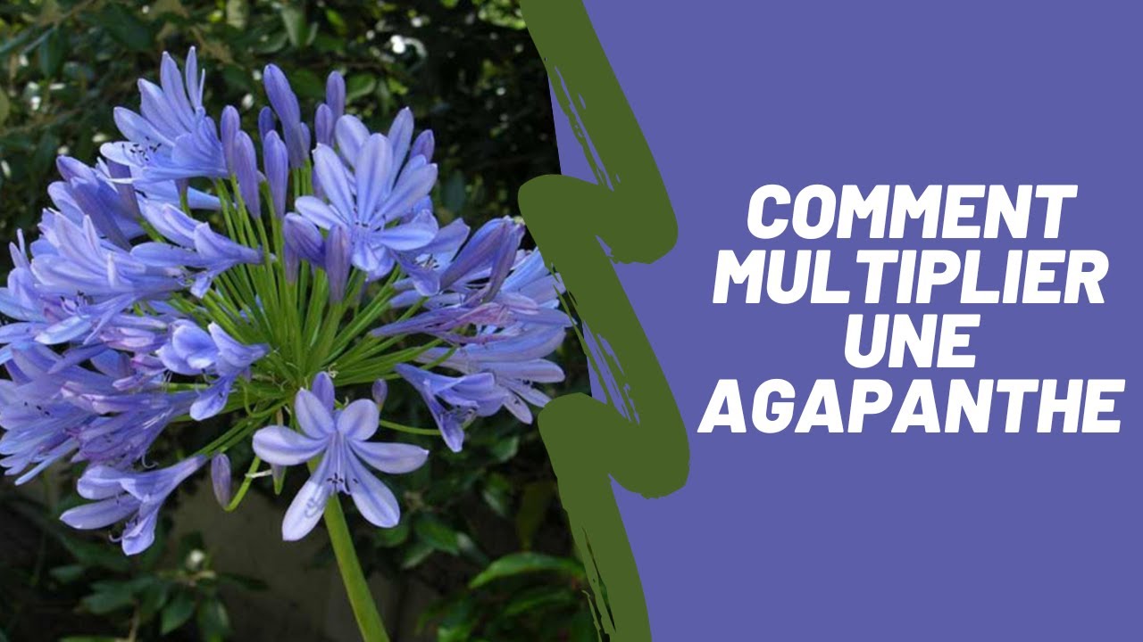 Comment réaliser un semis d'agapanthes ?