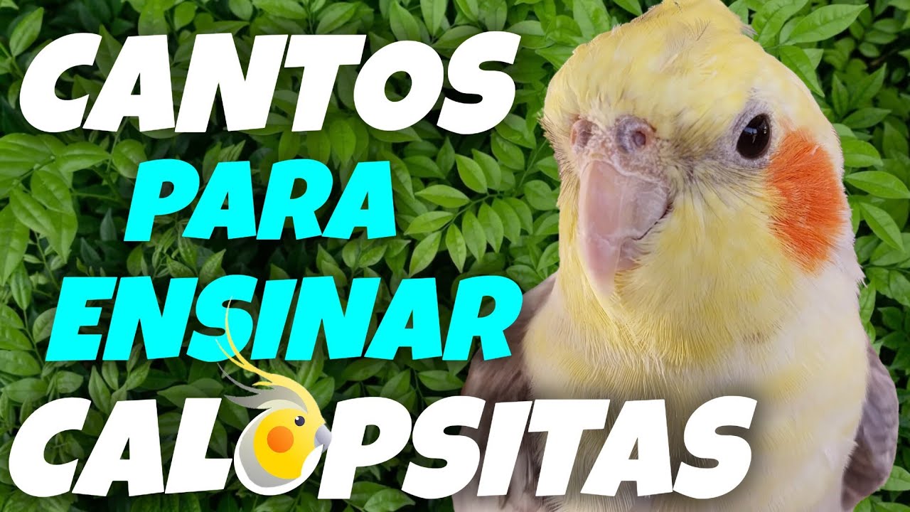CANTOS para ensinar CALOPSITAS! Alguns CANTOS que as CALOPSITAS gostam e aprendem facilmente! 🎶🦜