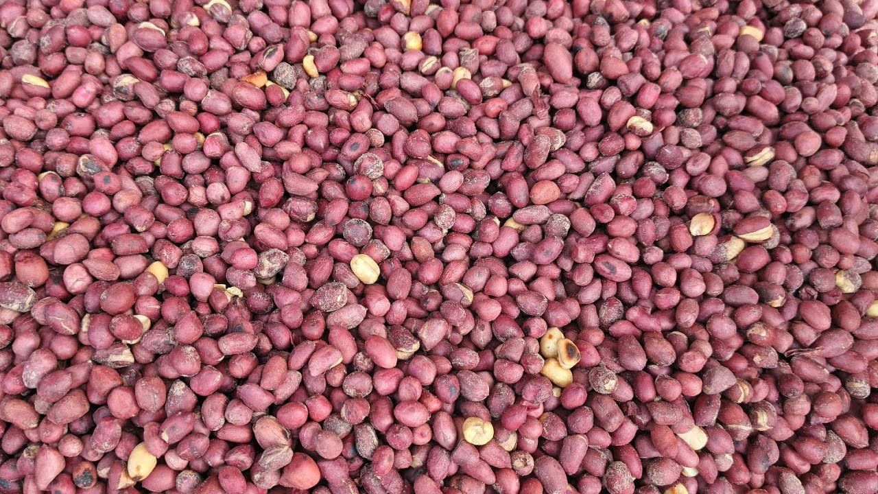 How To Roast Groundnuts For Snacks |  Crunchy Roasted Peanuts In 10 Minutes - Tea Bite Snack