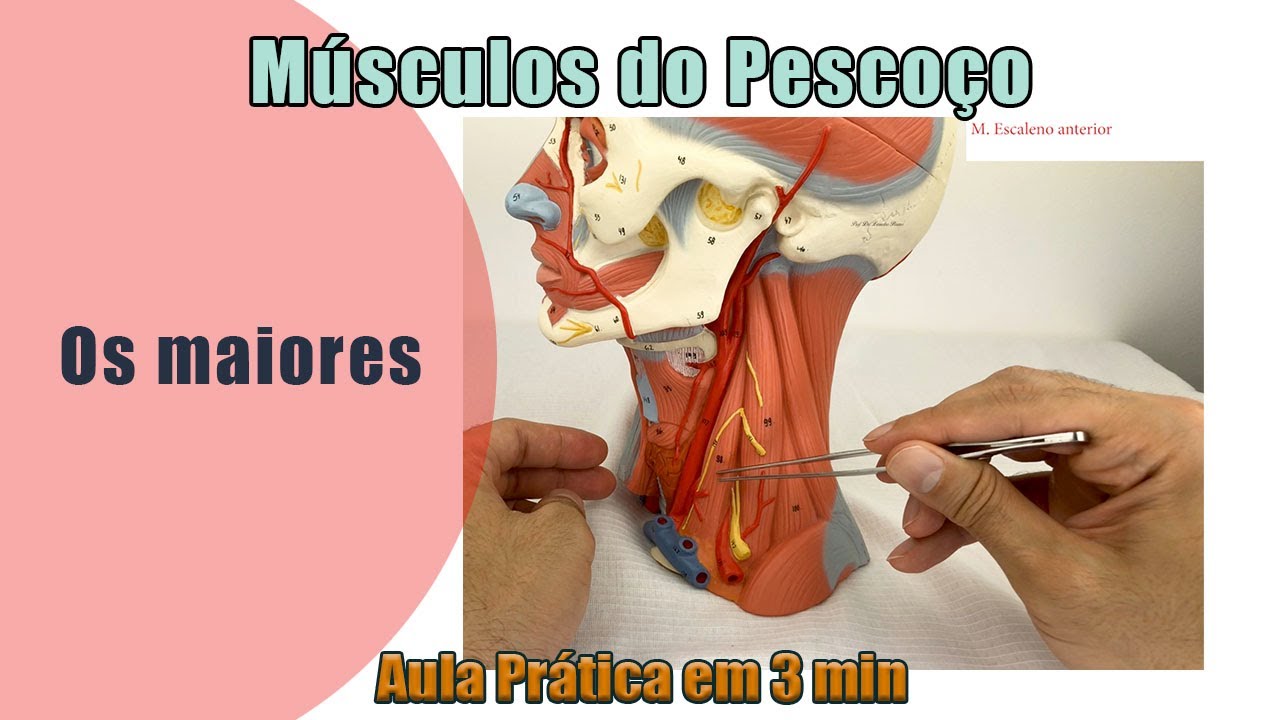 Músculos do Pescoço - Prática - Anatomia Humana