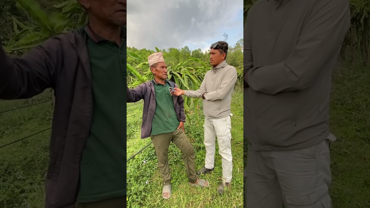 ￼ Dragon fruit farming in Nepal today  #shorts￼