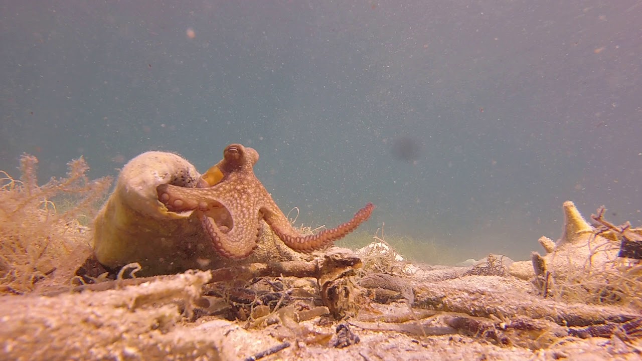 Friendly octopus called Egbert wants to keep divers hand for himself