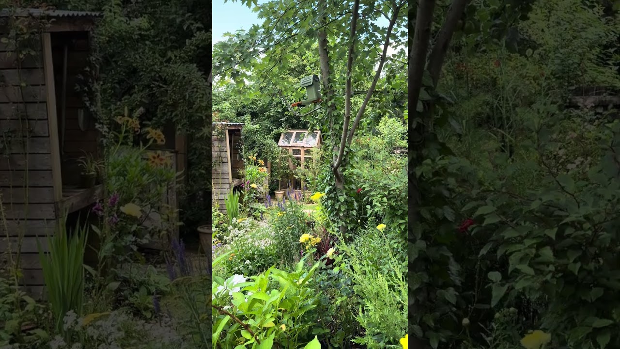 Wild garden #cottagelife #garden #nature #flowers #wildgarden #flowers