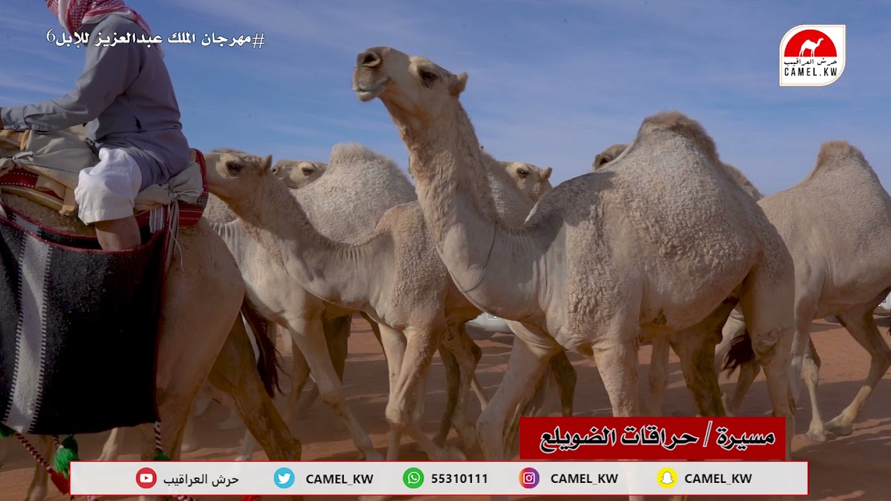 مسيرة حراقات الضويلع بمهرجان الملك عبدالعزيز للابل في نسخته السادسه