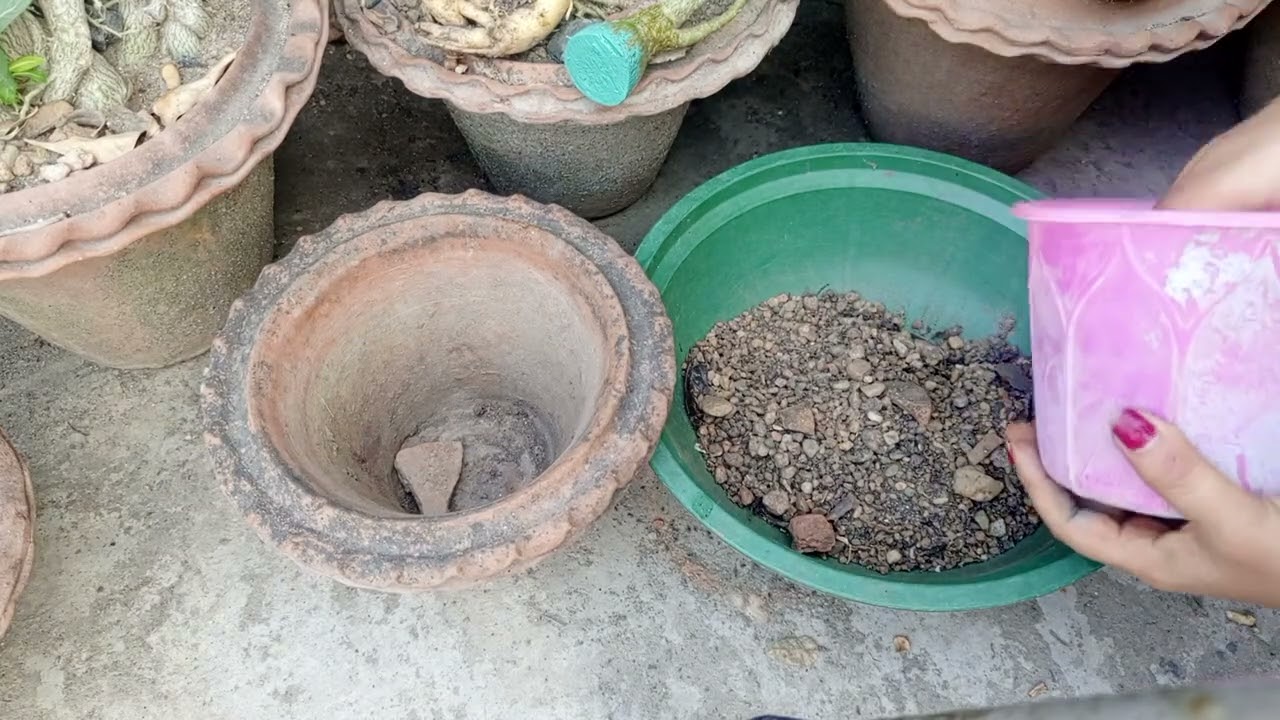 এ্যডেনিয়াম গাছের পরিচর্যা ও কটেজ তৈরি কি ভাবে করব#garding#plant#viralvideo