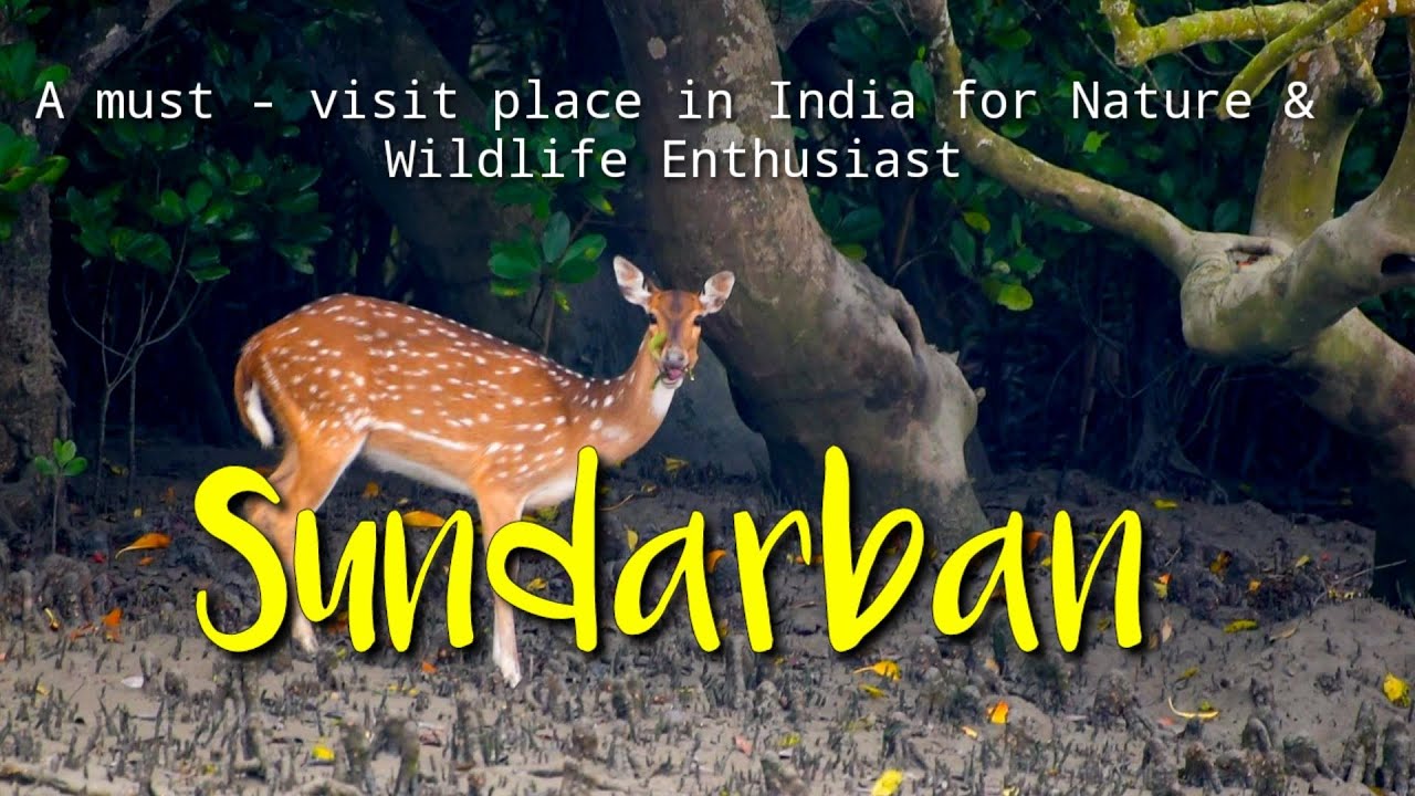 Sundarban Tour 2024 || Sundarban WildlifeTour || Tiger ||Sundarban National Park || Boat Safari