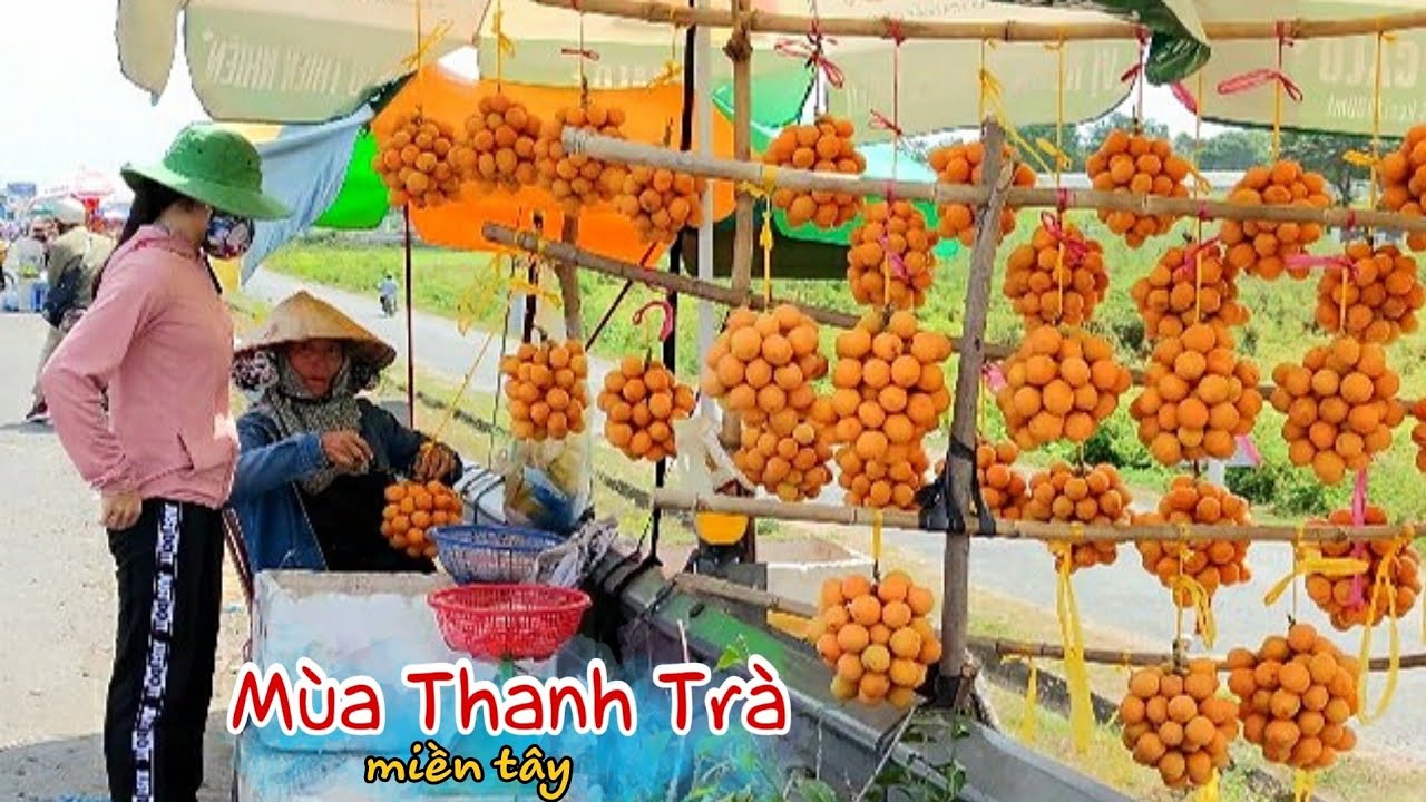 Mùa Thanh Trà Miền Tây Chín Rộ Ở Vĩnh Long