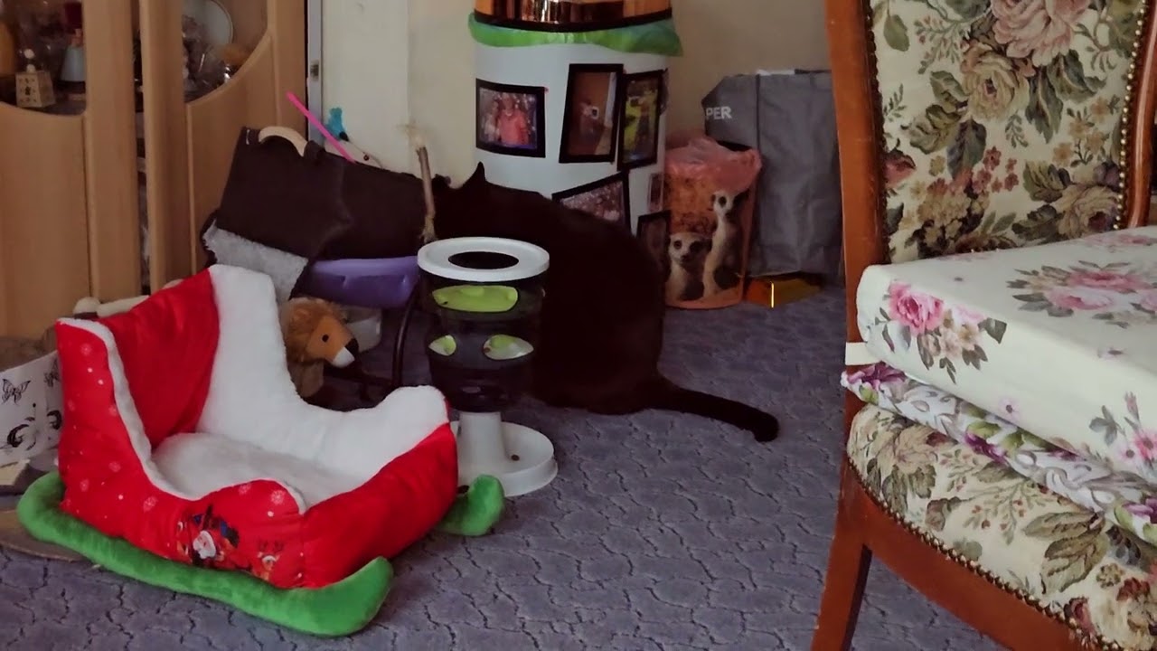 Miro sucht sich sein Spielzeug aus😻😻
