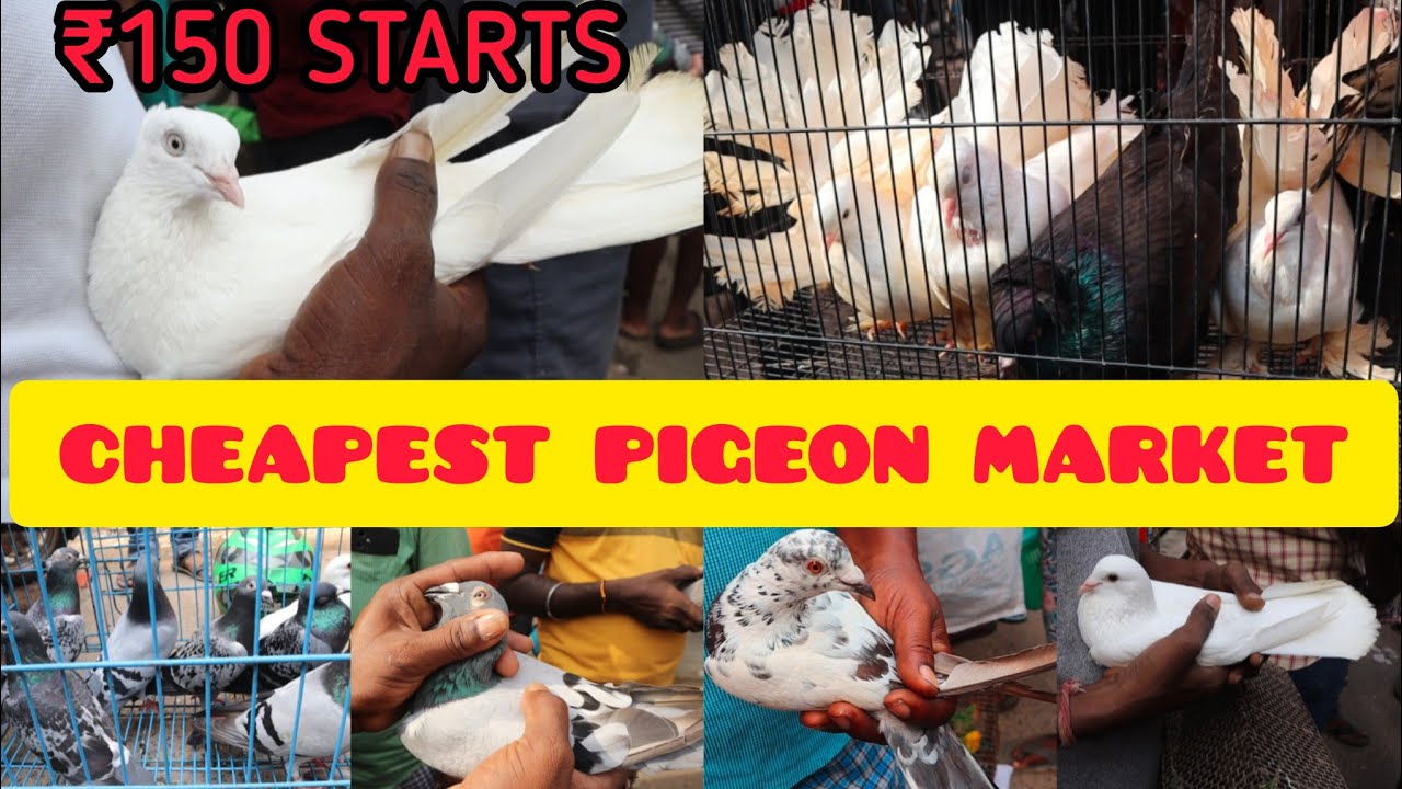 Pura_Market|Chennai_Pet_Market|Broadway_Pet_Market|Kozhi_Market|Pet_Market| #புறா #pura #கர்ணபுறா