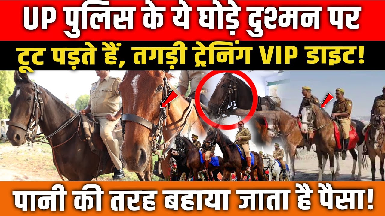 VIP डाइट वाले पुलिस के घोड़े! Yogi की माउंटेड फोर्स की असली ताक़त क्या है? UP Police Horse Squad