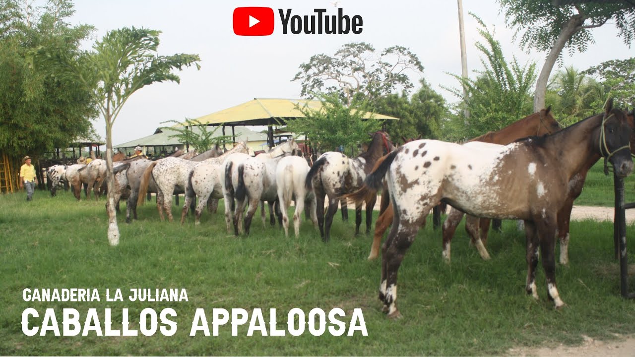 Caballos Appaloosa de la Ganadería La Juliana