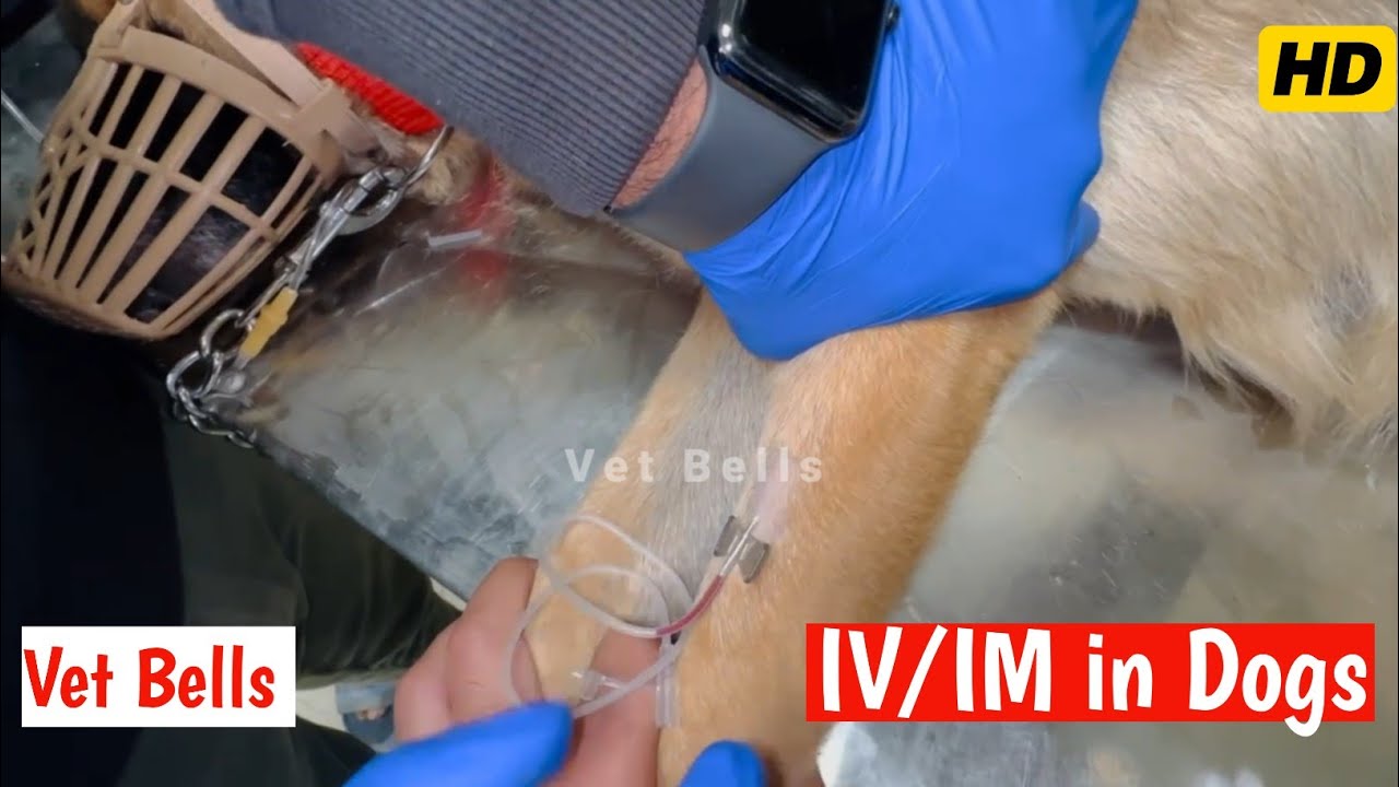 Intravenous in Dog | Intramuscular in Dog | IV/IM injections | butterfly | cannula in dog