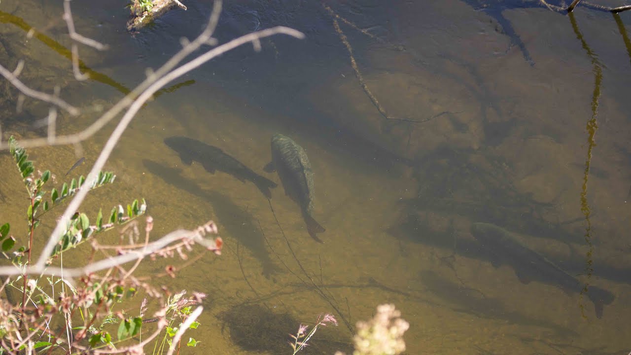 Une nuit en LOIRE - Pêche de la CARPE