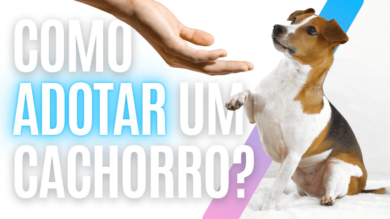 COMO E ONDE FAZER A ADOÇÃO DE CÃES? | TUDO O QUE VOCÊ PRECISA SABER | DOGBRTV 🐕