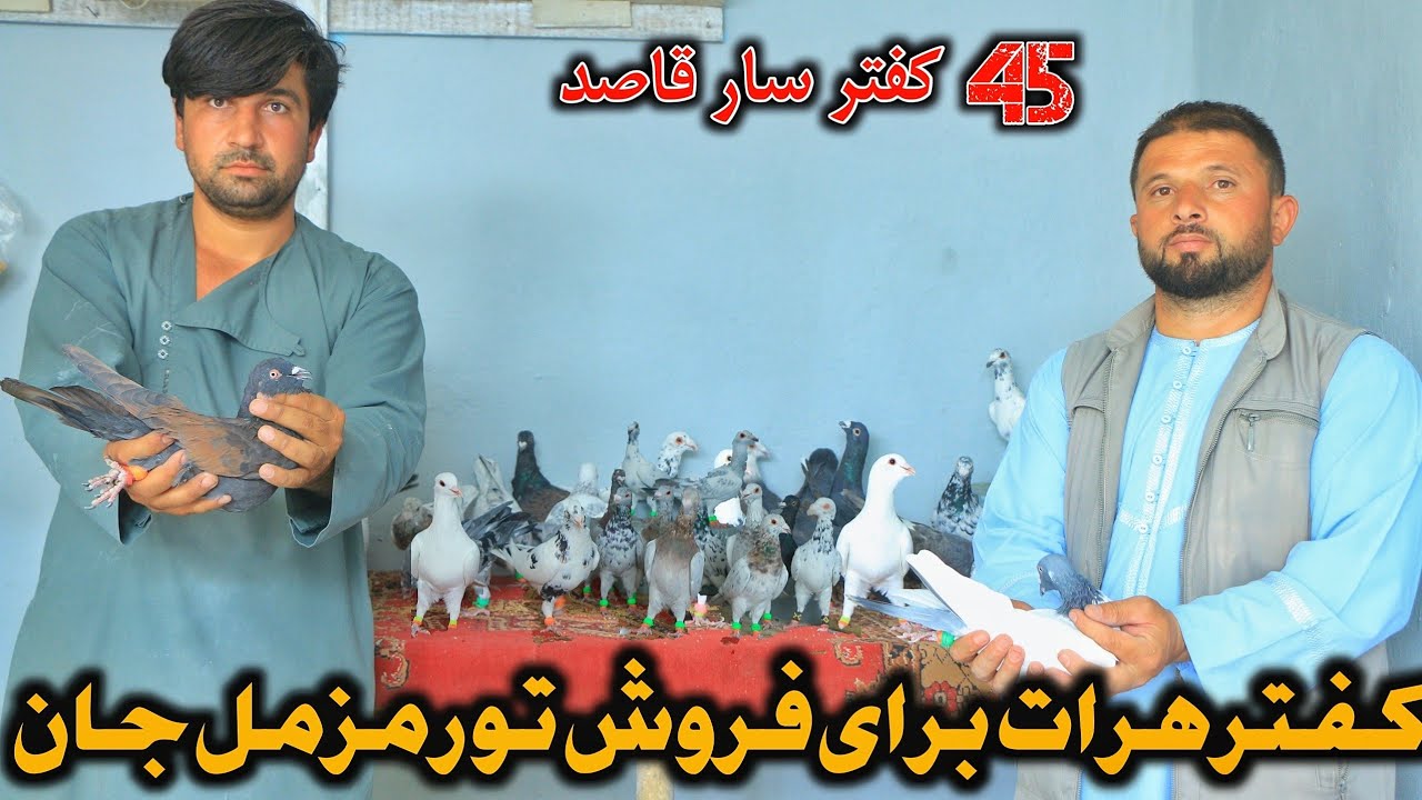 45 کفتر سار قاصد - کفتر های هرات برای فروش تور مزمل چهارده زمین | pigeons for sale in cheapest price