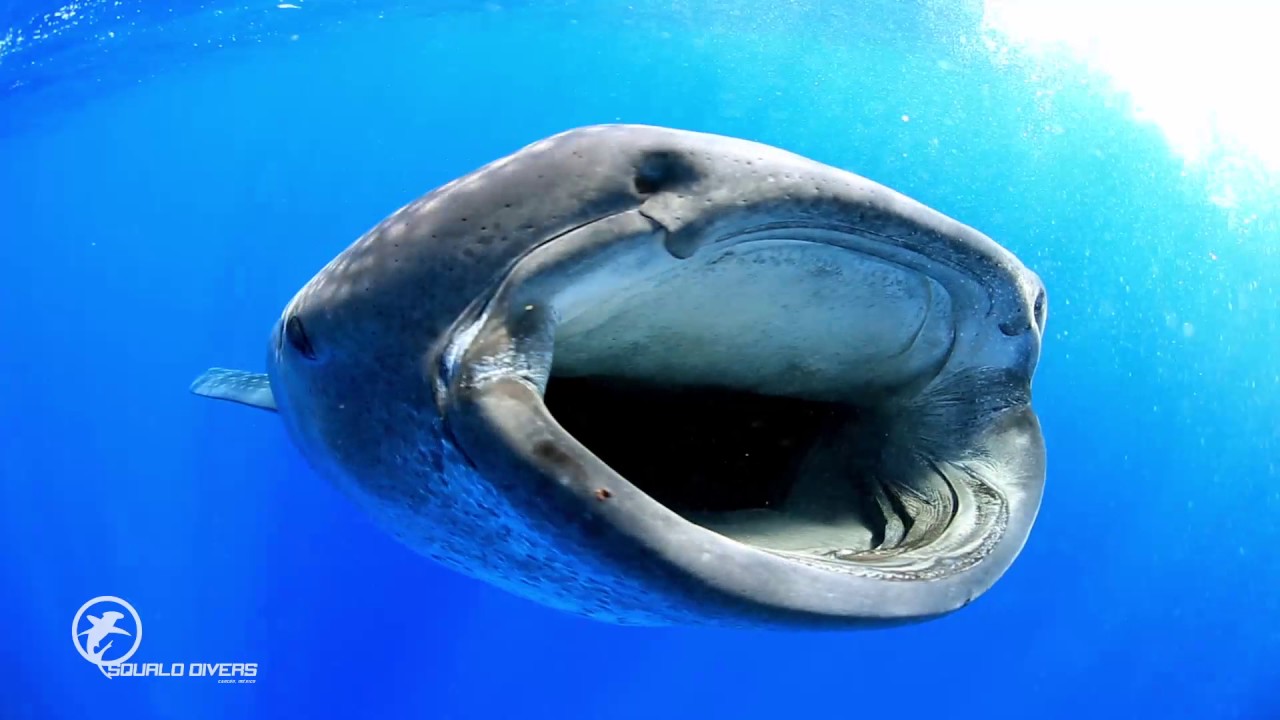 WHALE SHARK SEASON IN ISLA MUJERES MEXICO