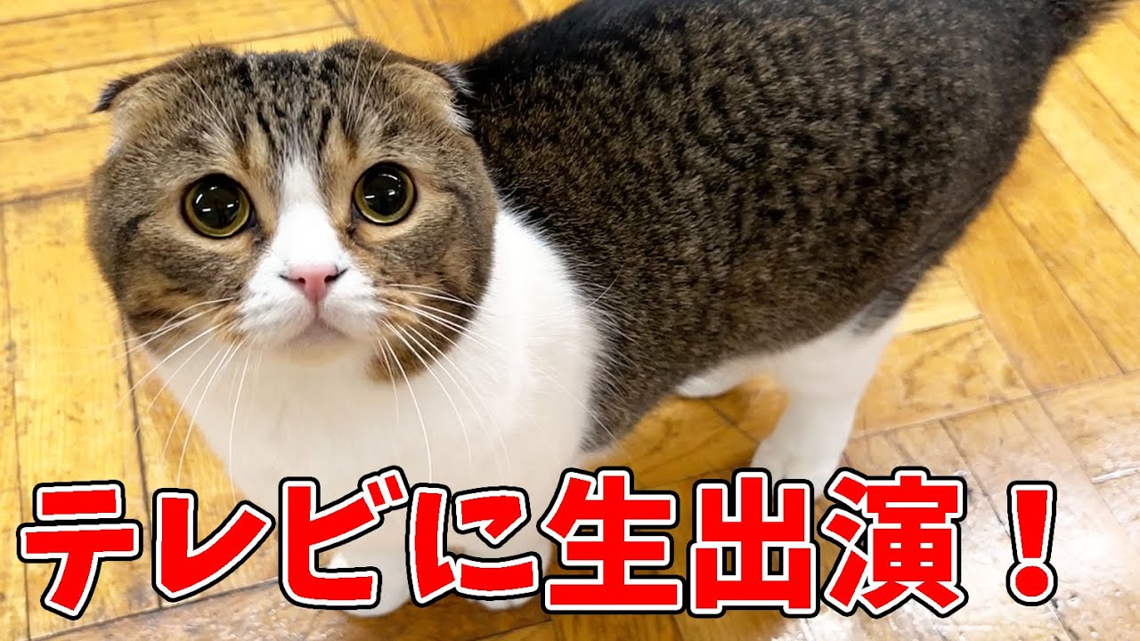 初めてテレビに生出演した猫の裏側を全部お見せします！