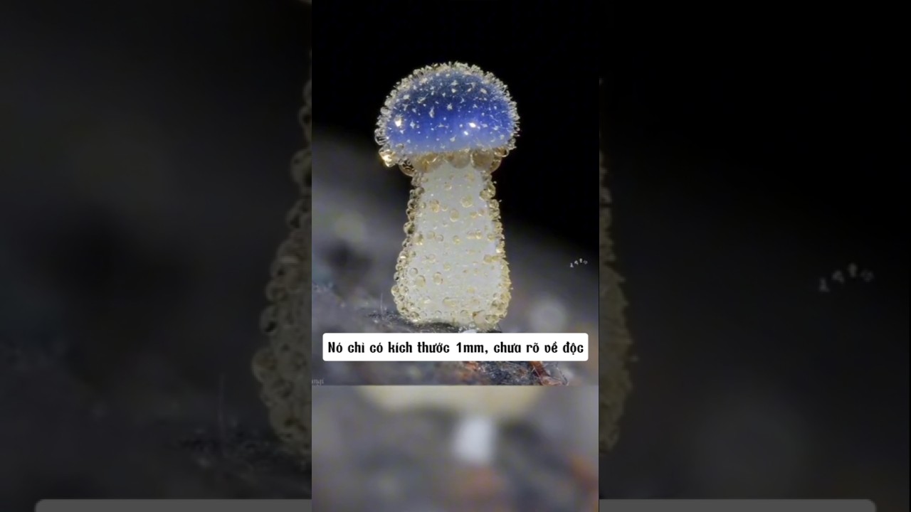#3 Nhận biết c&aacute;c loại nấm #mushroom #foryou #xuhuong #nấm #tintuc #caycanh #thucvat#fyp#viralvideo