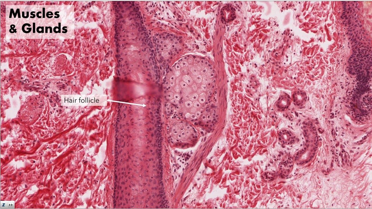 Basic organ histology: integument, bone, & spinal cord