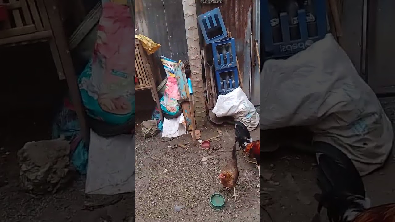 Mglalaba Tayo araw ng sabado