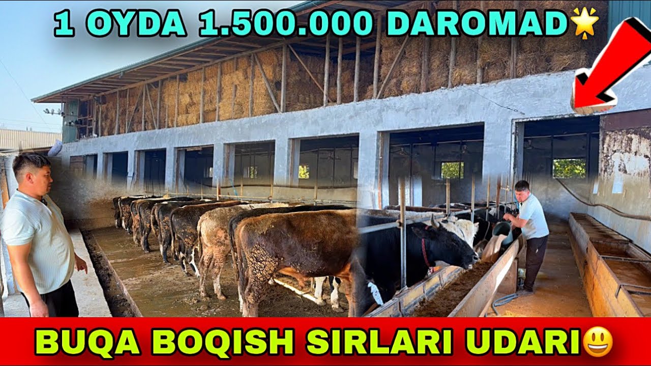 BUQA BOQISH SIRLARI ☎️91-691-44-45 ARZON ATALA BILAN