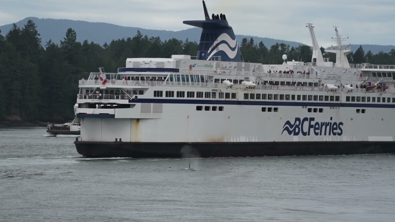 Killer whale party in Active Pass. July 14, 2025.