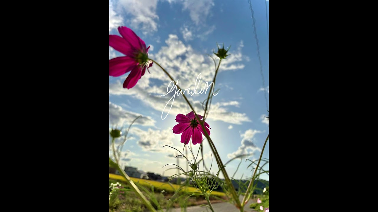 向日葵/雨衣