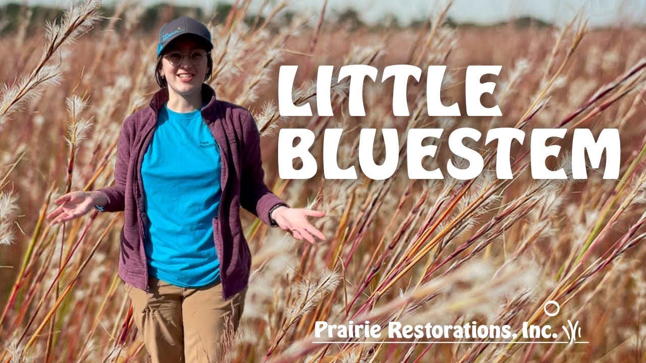 Little Bluestem (Schizachyrium scoparium) Native Plant Profile