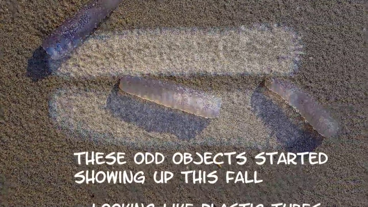 What Are These Kooky Creatures on Oregon Coast? (Weird Beaches Science, Pyrosomes)