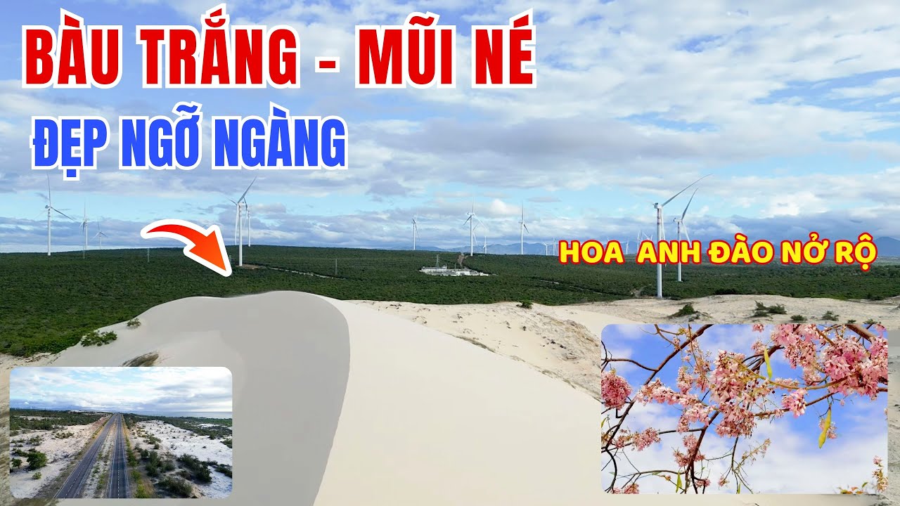 Lạc Vào “Tiểu Sa Mạc” Bàu Trắng Mũi Né – Check-in Con Đường Hoa Điệp Anh Đào Đẹp Nhất Phan Thiết ❤️