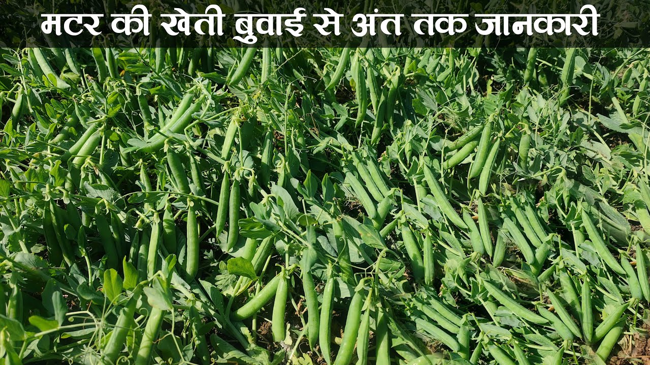 मटर की खेती | Matar ki kheti | Pea cultivation | मटर की संपूर्ण जानकारी | A to Z Video 2023