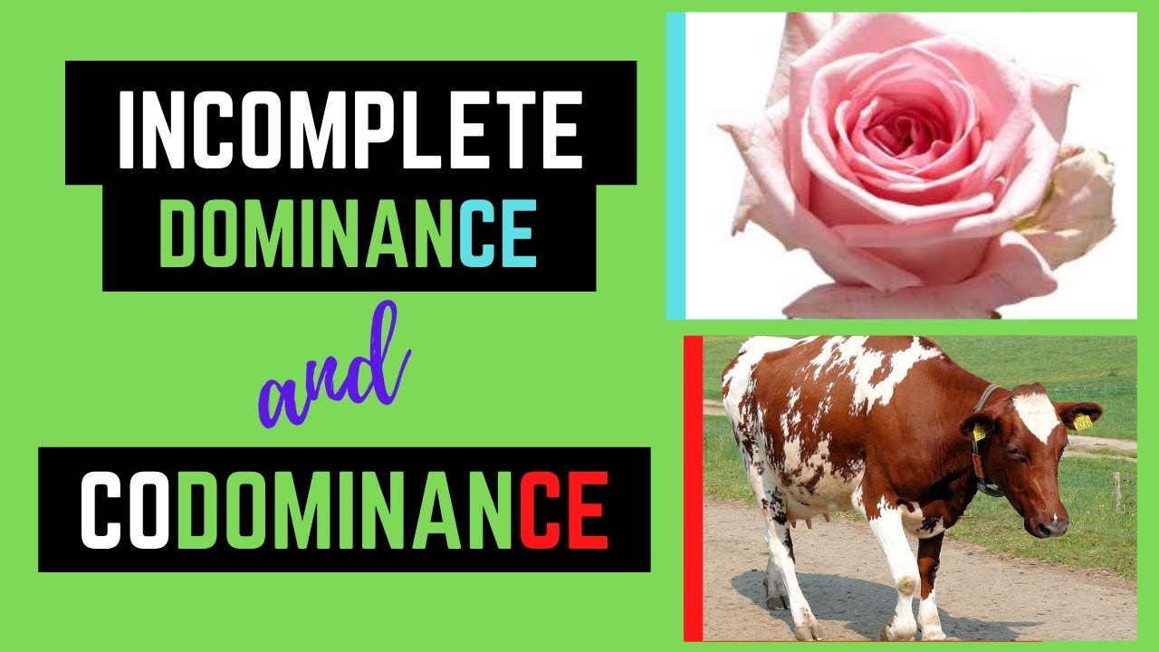Incomplete Dominance and Codominance (Non- Mendelian Genetics)