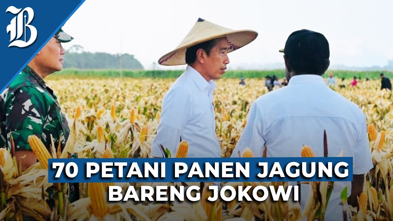 Jokowi Panen Jagung Food Estate Keerom Papua