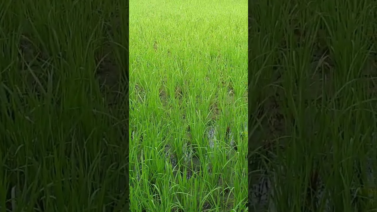 Village Life In India UP | Farmers Life of Uttar Pradesh India | Rural India UP #short #shorts 🔥🔥🔥🔥