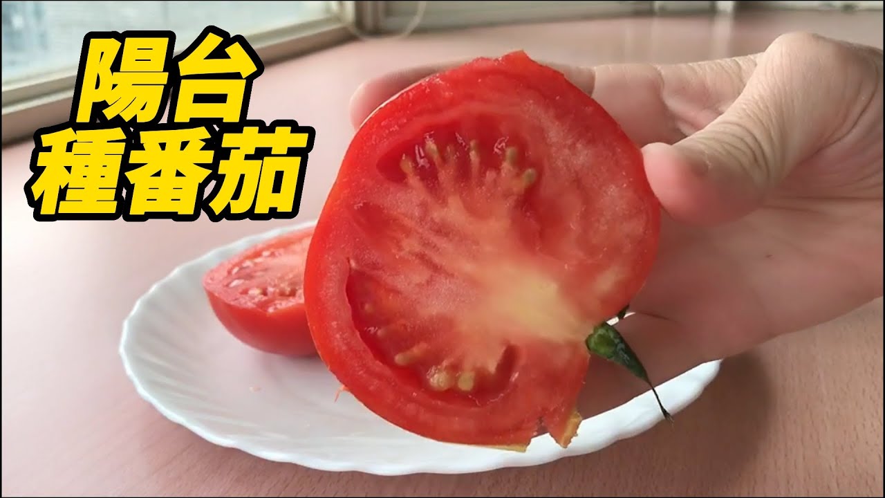 陽台種蕃茄 | Grow Tomato on Balcony | 陽台花園 | balcony garden