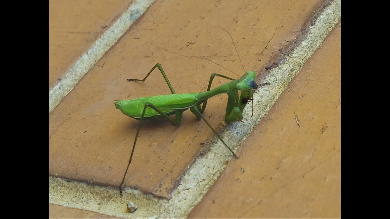 The Mantis