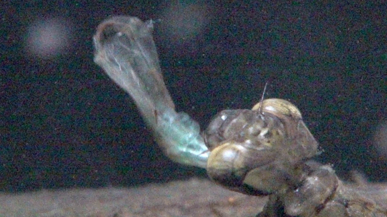 Dragonfly nymph hunts. Libellenlarve bei der Jagd.