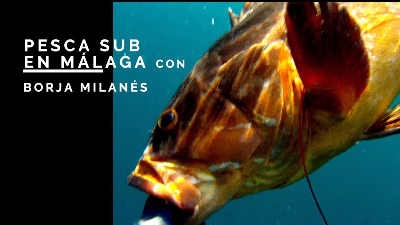 ✅ PESCA SUBMARINA en Malaga con BORJA MILANES