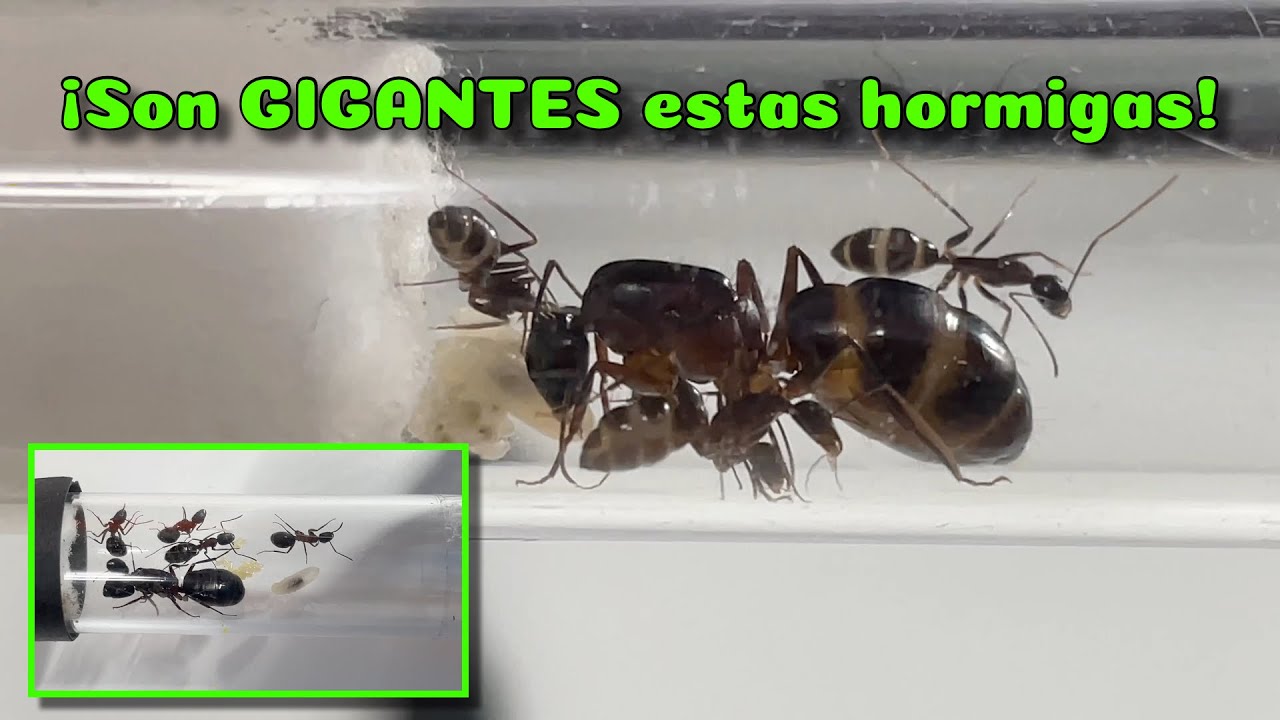 ¡Están ENORMES estas HORMIGAS!  ✅ | Camponotus Barbaricus