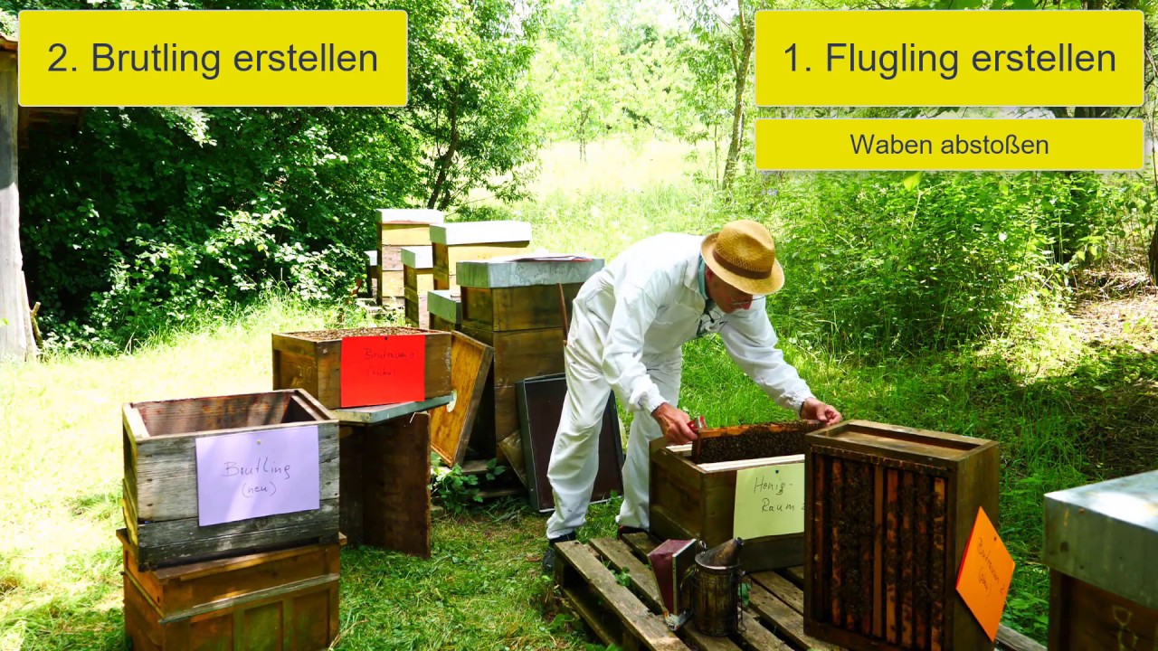 🐝Bienenfachberatung: Komplette Brutentnahme zur Varroa Behandlung im Sommer