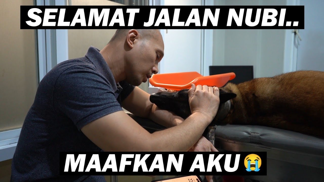 BELUM SIAP KEHILANGAN KAMU NUBI.. 😭 KENAPA HARUS PERGI BEGITU CEPAT 💔
