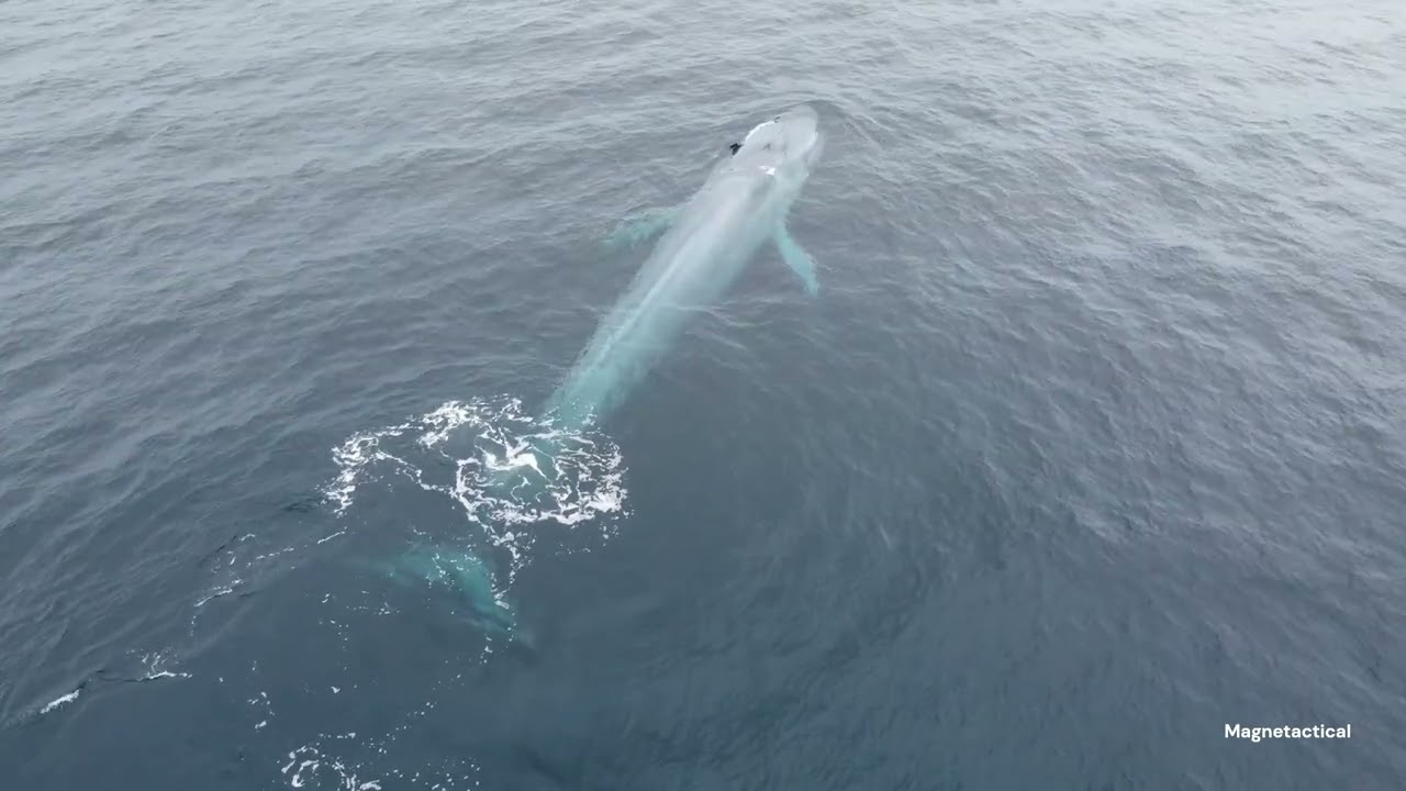Very cool Blue Whale drone footage off the coast of San Diego, CA. June 2024.