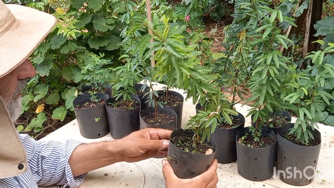 COMO FAZER BONSAI DE CALIANDRA PROJETO CALIANDRA primeira intervenção a aramação