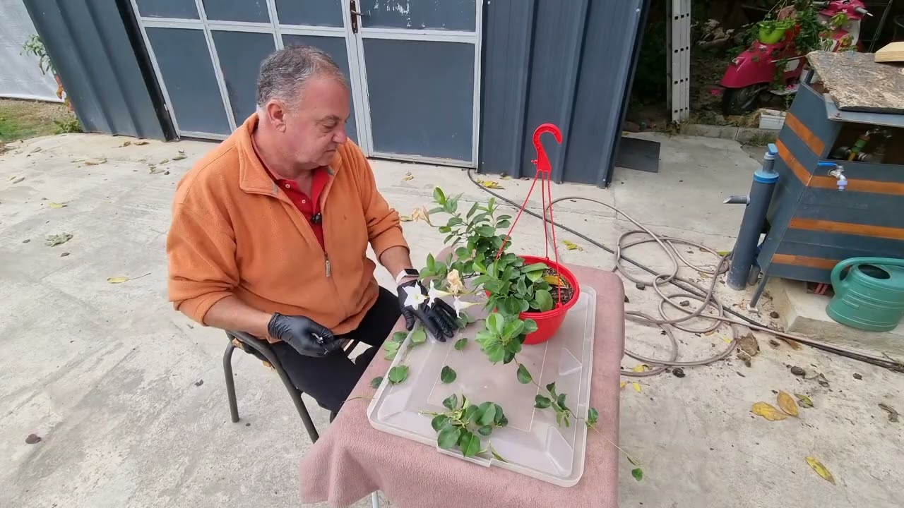 Inmultire dipladenia si sfârșit sezon tomate.