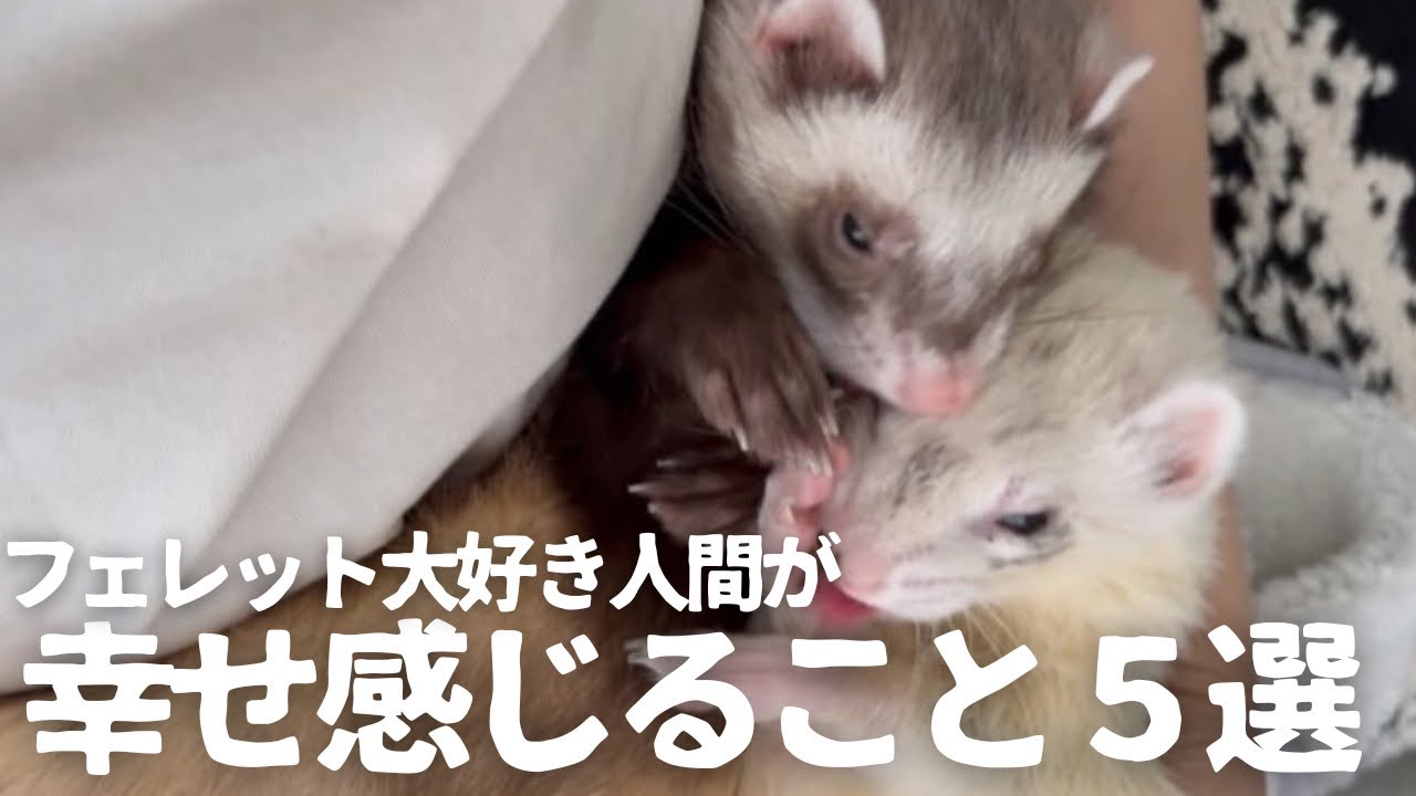 フェレット大好き人間が幸せ感じる瞬間5選