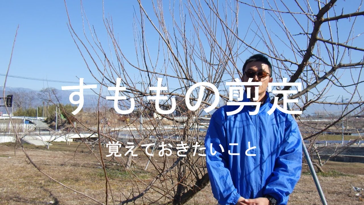 すももの剪定　覚えておきたいこと